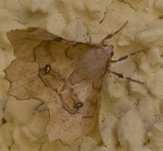 Selenia tetralunaria. No, Selenia lunularia (maschio)